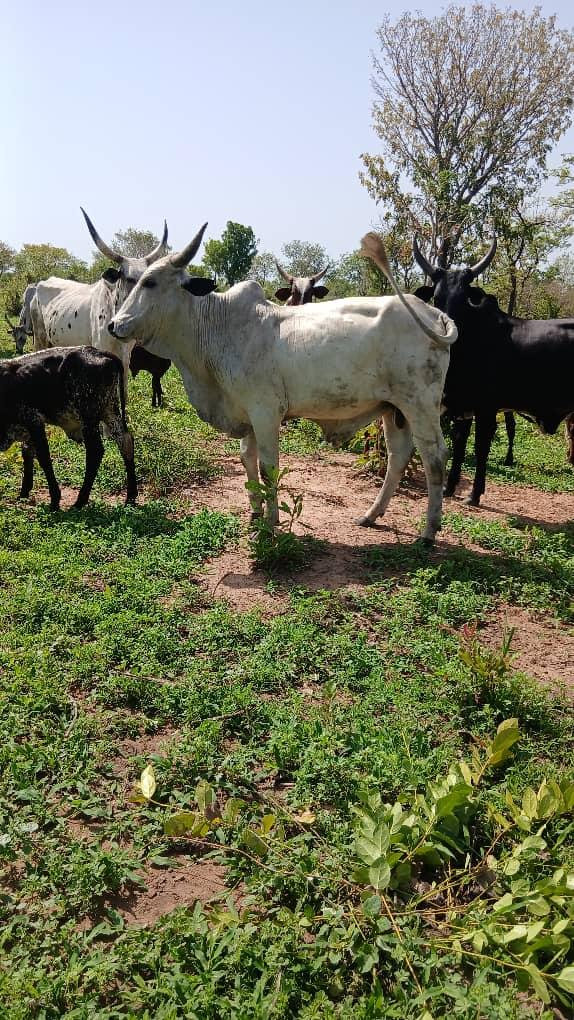 White Mature Fulani Cattle