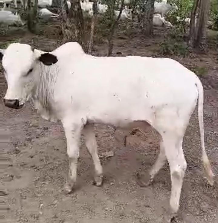 White Grown Cow
