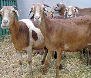 Health Breed Sheep (Female) For Sale