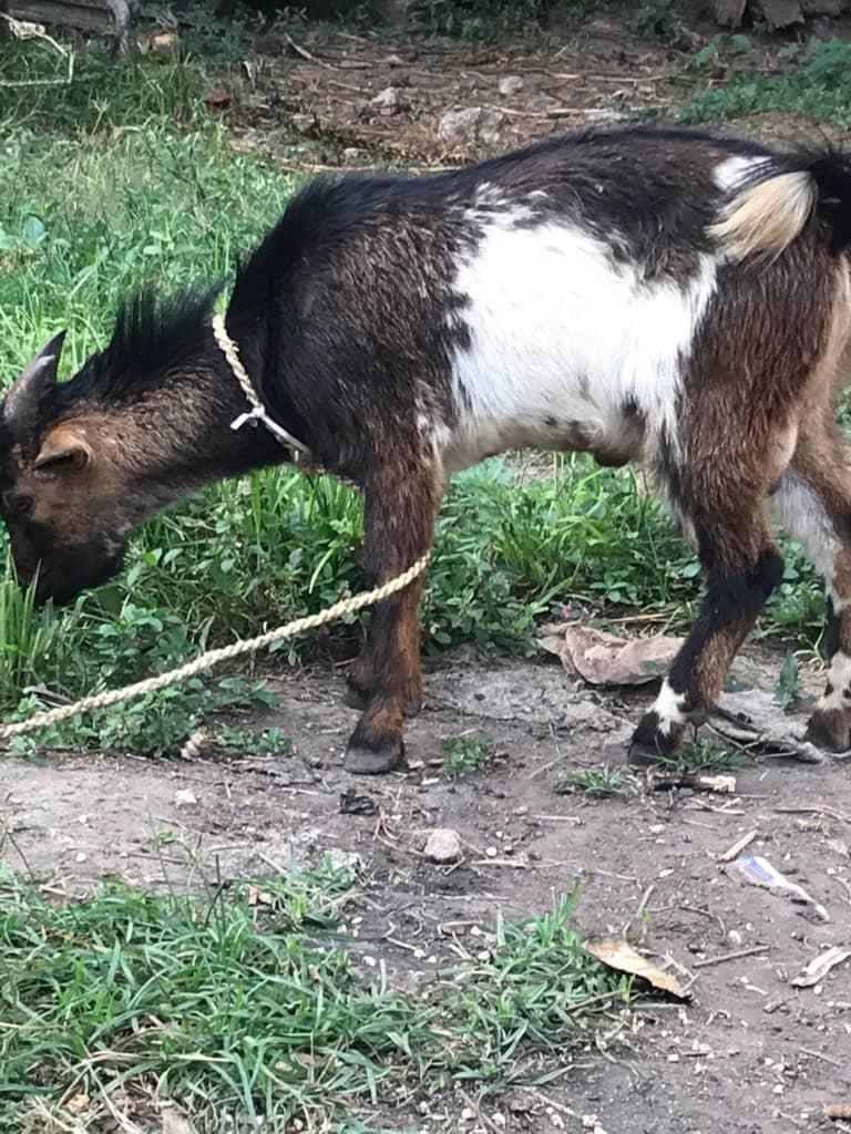 Local Breed Buck (He-Goat) – Active & Healthy