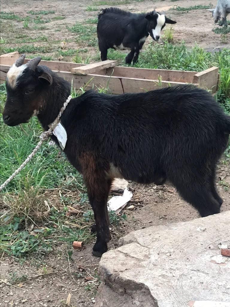 Heavyweight Local West African Dwarf Buck (He-Goat)