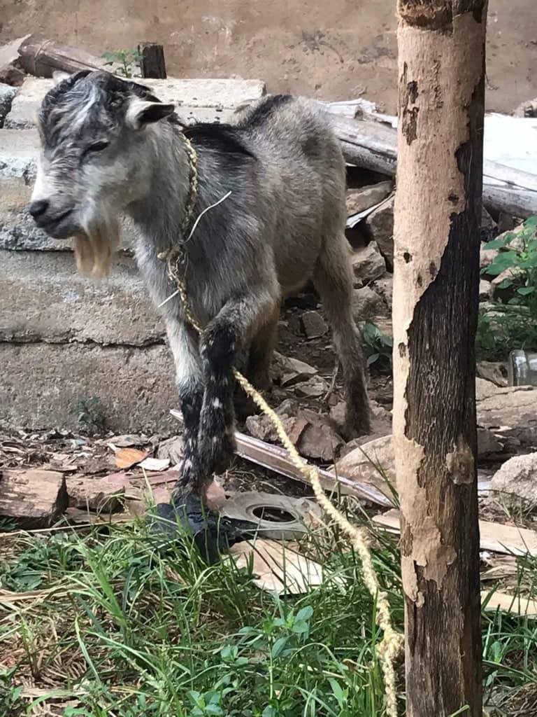 Local Mature Buck (He-Goat) – Strong & Bearded