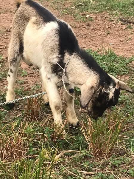Fresh & Active Local Young Buck (He-Goat) – Purely Grass-Fed