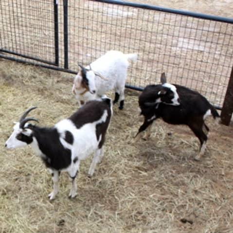 Healthy Local Breed Goats
