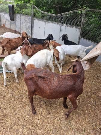 Pick-Your-Own Local Goat – Clean & Healthy Selection