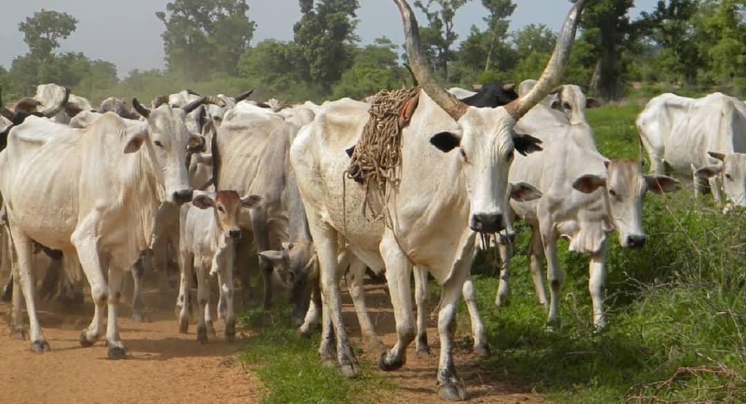 Heavyweight Local Bull – Pure Indigenous Breed
