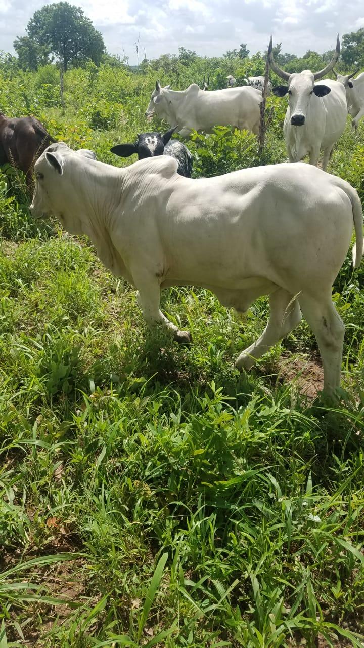 Proper White Fulani Bull – Pure Local Breed & Heavy Weight
