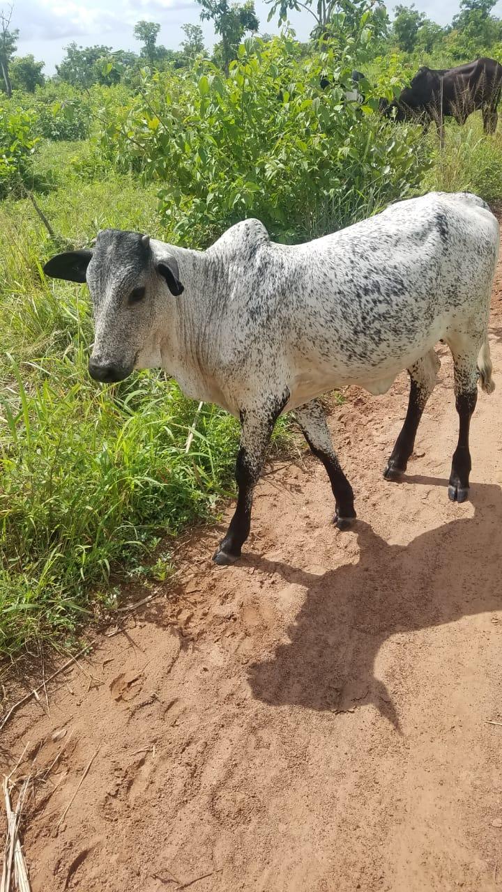 Beautiful Speckled Local Steer – Active & Freshly Grazed