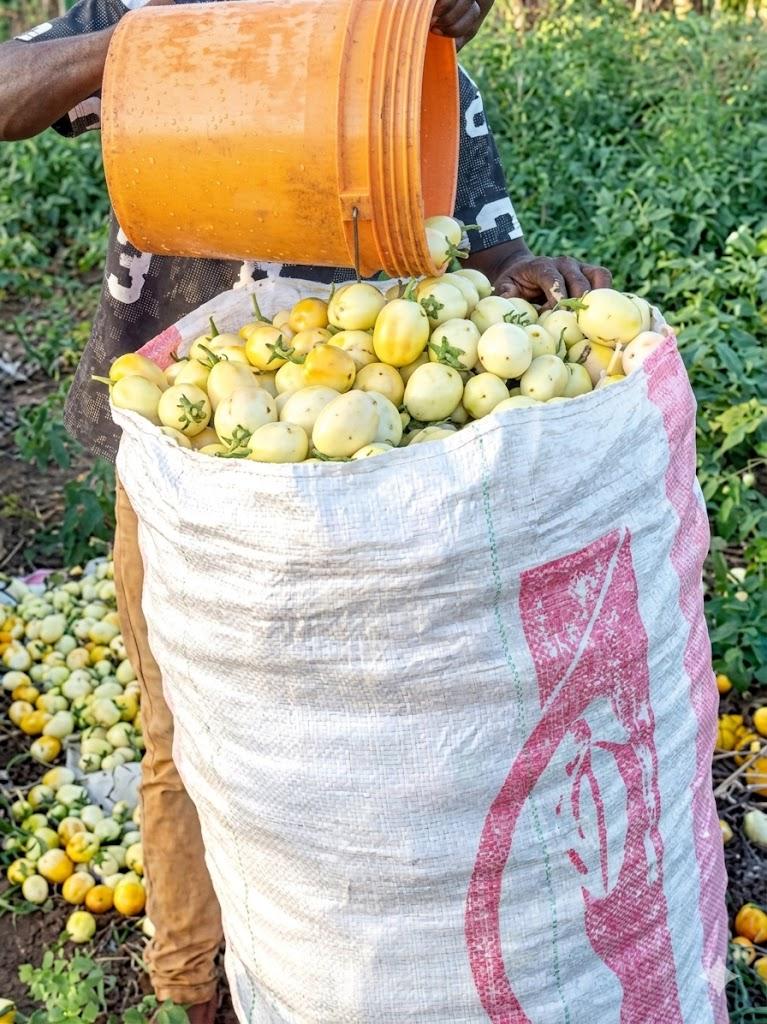 Bag of Garden Eggs