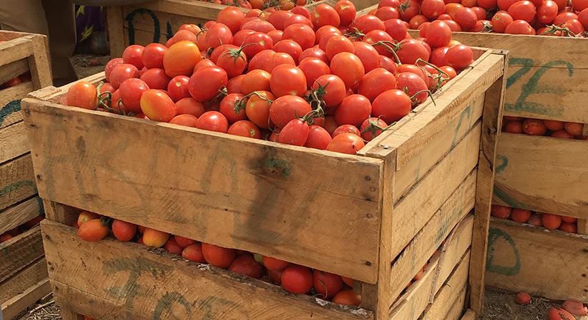 Box of Tomato